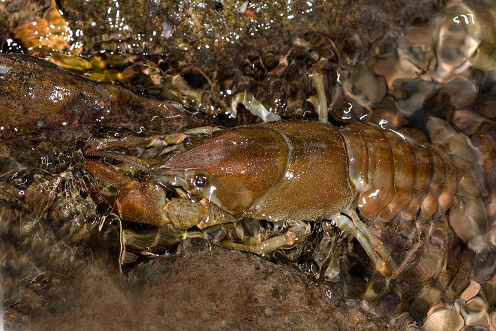 gambero, fiume, austropotamobius pallipes, val d'aveto